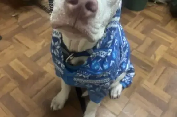 Lost White Pit Bull Mix in Mt. Pocono