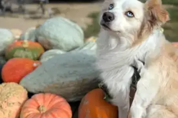 Lost: White Aussie Shepherd, Blue/Brown Eyes