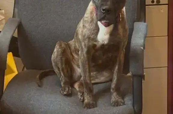 Lost: Small Brindle Pit/Boxer in Pittsboro