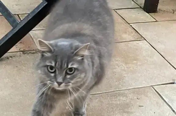 Chat perdu, Châtillon, photo: Chatte tigrée perdue à Châtillon