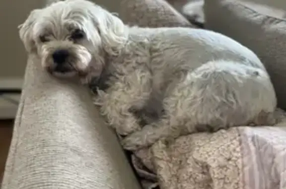 Help Find Lily: 16-Year-Old Shih Tzu Mix