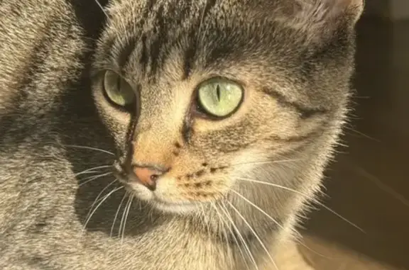 Help Find Ziggy: Unique Cat in New Albany