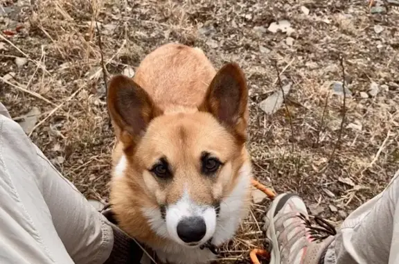 Help Find Our Missing Fawn Corgi!