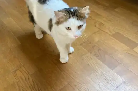 Chat trouvé , photo: Chat mâle trouvé à Athies-sous-Laon