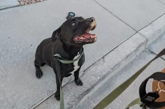 Friendly Black Dog Found on Brassy Dr