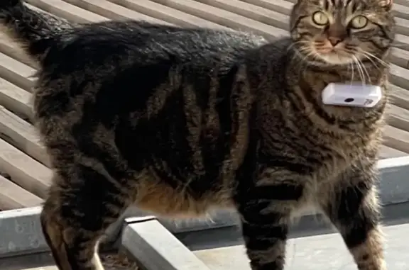Animaux perdus Champigny-sur-Marne, photo: Chat tigré sociable perdu à Champigny