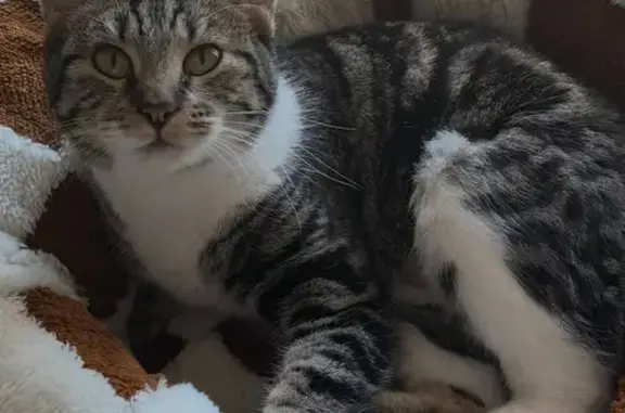 Lost Tabby Tuxedo Cat Bolo in Phoenix