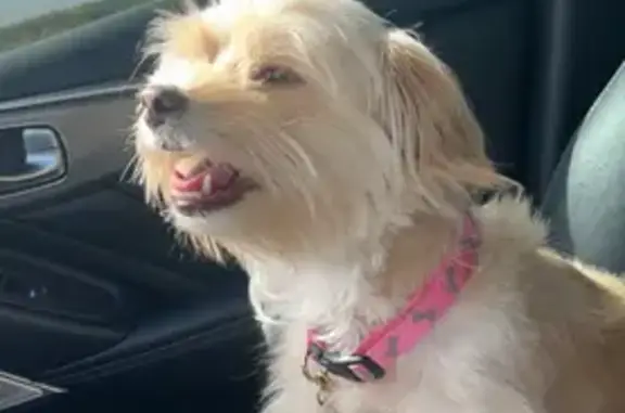 Lost Blonde Lhasa Apso Mix in Phoenix