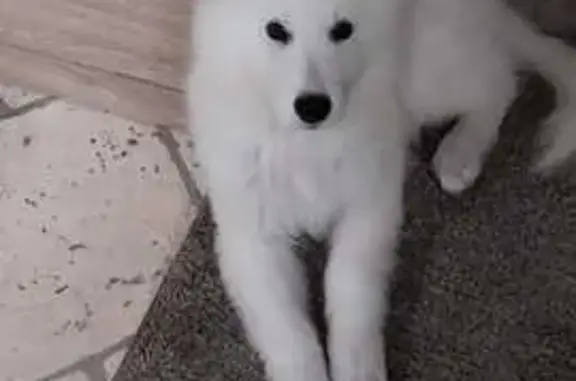 Chien perdu , photo : Chien Berger Blanc 5 Mois Perdu à Yvetot