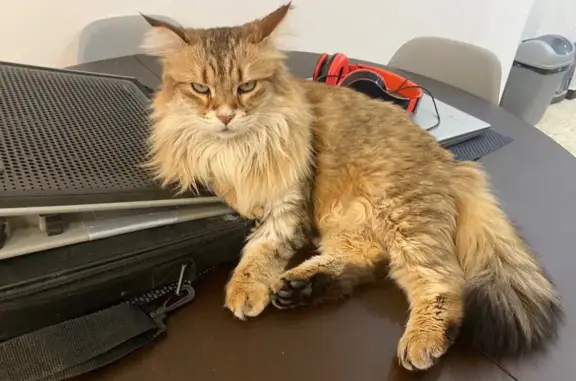 Animaux perdus , photo: Gucci, chat tigré 7 ans perdu en Occitanie