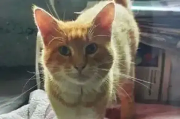 Animaux perdus , photo: Chat européen mâle perdu à Plerneuf