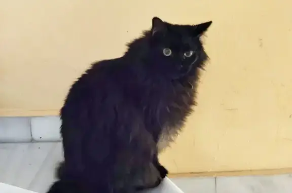 Gato Negro Perdido en Plaza Alta, Algeciras