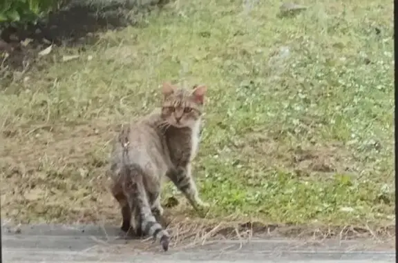 Chat mâle tigré trouvé à Sathonay-Village - photo