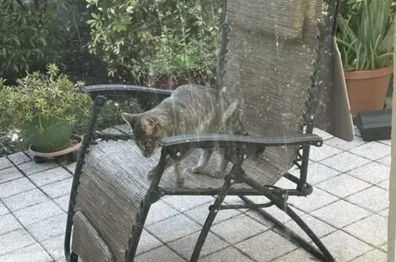 Friendly Gray Cat Found on 88th St, Bradenton