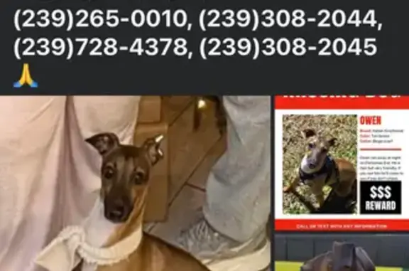 Lost Tan Italian Greyhound in Lehigh