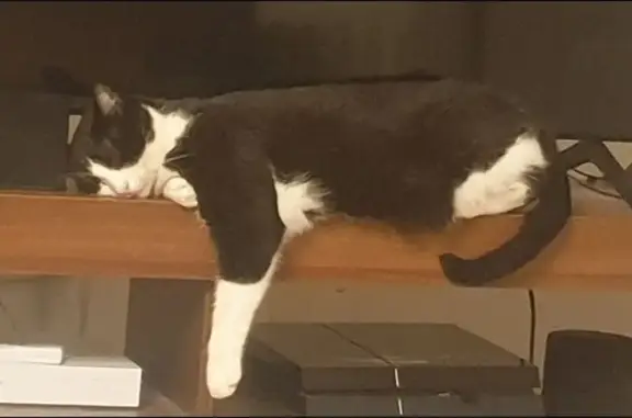 Chat perdu, Tours, photo: Chat noir et blanc perdu à Tours