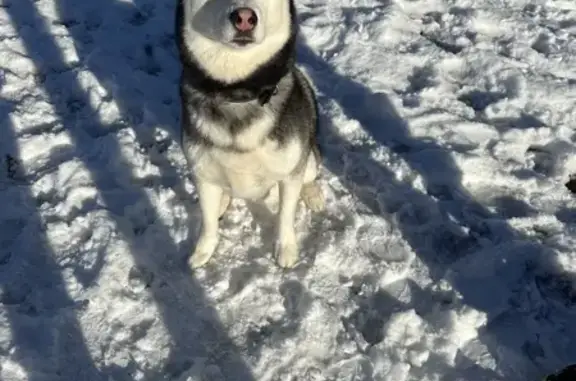 Missing Husky: Friendly Trouble in Attleboro