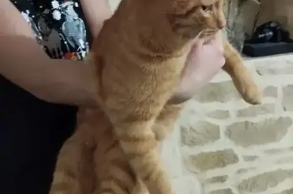 Animaux trouvés , photo: Jeune chat roux trouvé à Noyant-Villages