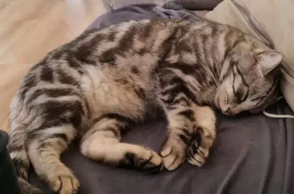 Chat tigré 8 ans disparu à Chilly - photo