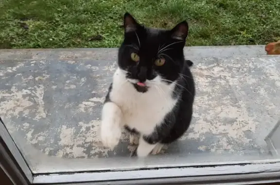 Chat trouvé Compiègne, photo: Chat noir et blanc cherche foyer chaleureux
