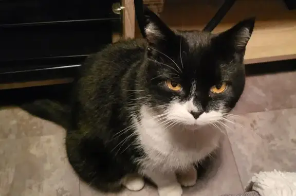 Chat noir et blanc trouvé à Amiens - photo