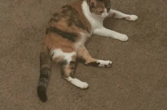 Lost Calico Cat: Skittish & Microchipped