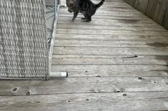 Animaux trouvés , photo: Chat gris trouvé sous chalet à Demi-Quartier