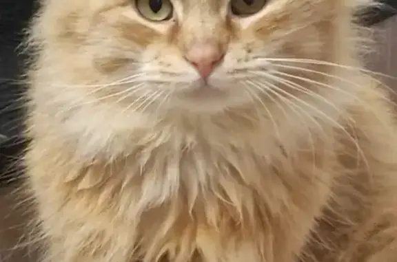 Animaux perdus Catenoy, photo: Chat roux européen perdu à Catenoy