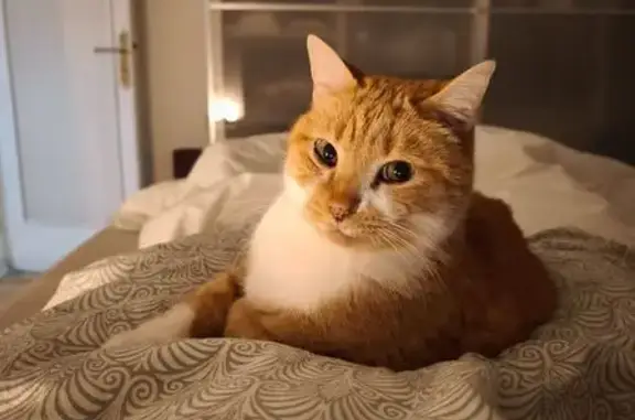 Animaux perdus Rezé, photo: Chat roux perdu à Rezé : Raoul recherché