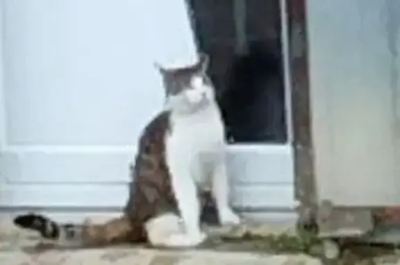 Chat trouvé : adorable et câlin à Voillecomte - photo