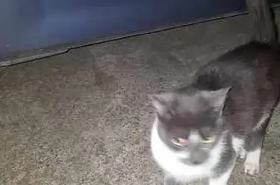 Chatte blanche/grise trouvée à Nantes - photo