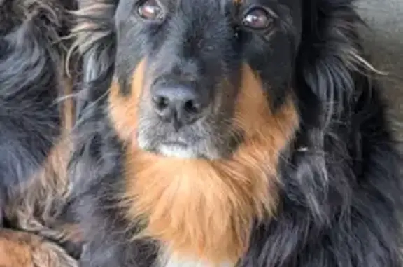 Chien perdu Pouillon, photo : Chienne croisée disparue à Pouillon