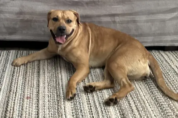 Found: Female Brown Pit Bull Mix in GA