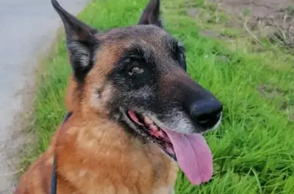 Chien perdu , photo : Malinois de 10 ans disparu à Bouquehault
