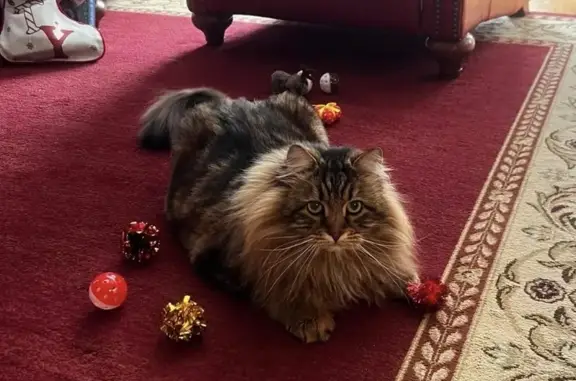 Lost Siberian Cat: Brindle, Green Eyes