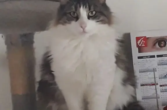 Chat perdu, Eauze, photo: Milo, chat 2 ans disparu à Eauze