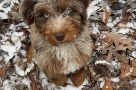 Missing Aussie Doodle Puppy in Russell Springs