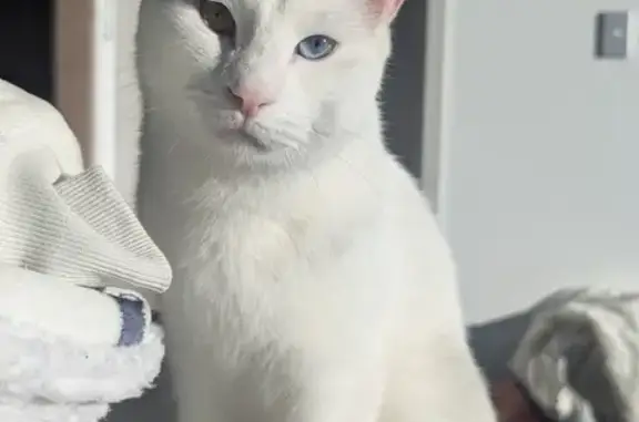 Lost: Unique White Cat with Odd Eyes