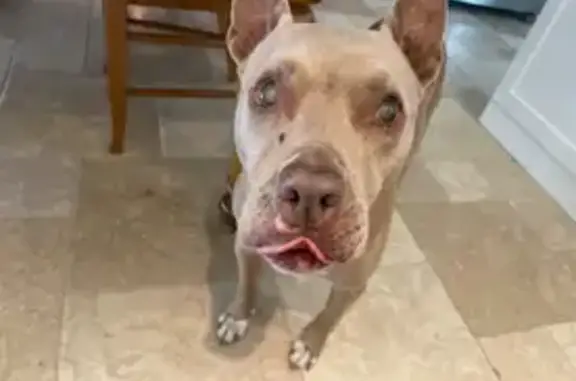 Lost Blind Pit-Bull Mix: Lola Needs Help