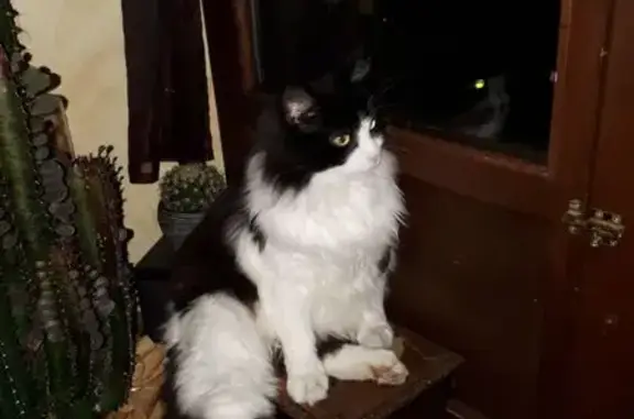 Chat perdu : Guigui noir et blanc, Melesse - photo