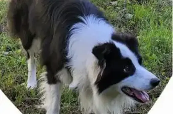 Chien perdu La Chapelle-de-Guinchay, photo : Border Collie perdu, 2 colliers, La Chapelle