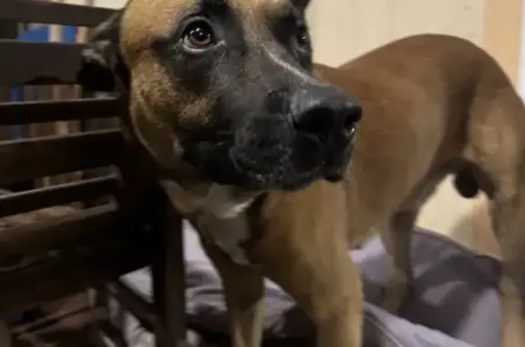 Chien trouvé blessé avec collier rouge - photo