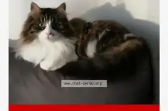 Chat perdu, , photo: Chat tigré Choupette disparu à Saint-Hymer