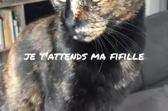 Chat perdu, , photo: Chat européen écaille disparu à La Bernardière