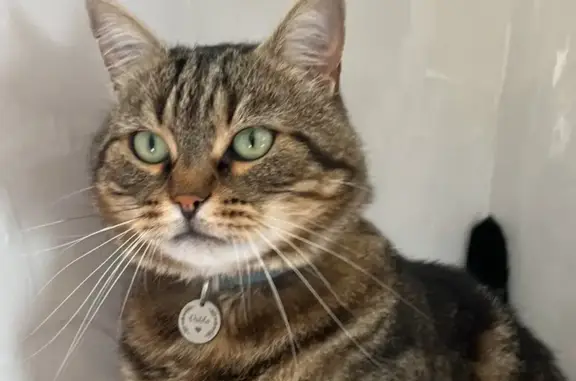 Animaux perdus Freyming-Merlebach, photo: Chat disparu près de la D26 à 14h15