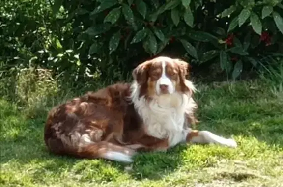 Chien perdu , photo : Berger australien tricolore perdu à Locmalo