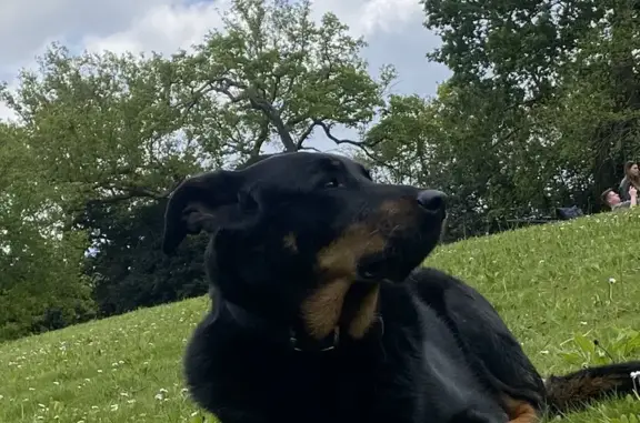 Chien perdu Dinéault, photo : Beauceron femelle 10 ans perdue à Dinéault