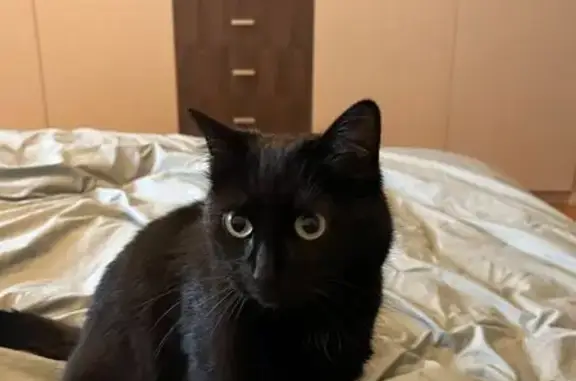 Animaux perdus Vincennes, photo: Chat noire disparue à Vincennes
