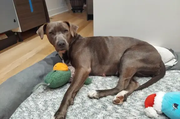 Help Find Vivi: Missing Brown Pitty Mix