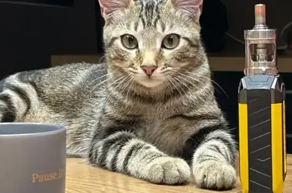 Chat perdu, Lanton, photo: Chaton perdu : Victor, 9 mois, Lanton